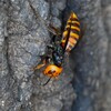 用水路・オオスズメバチいつまで・・