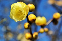 まさしく蝋細工のような花