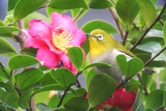 サザンカとメジロ