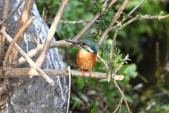 用水路・カワセミ♂
