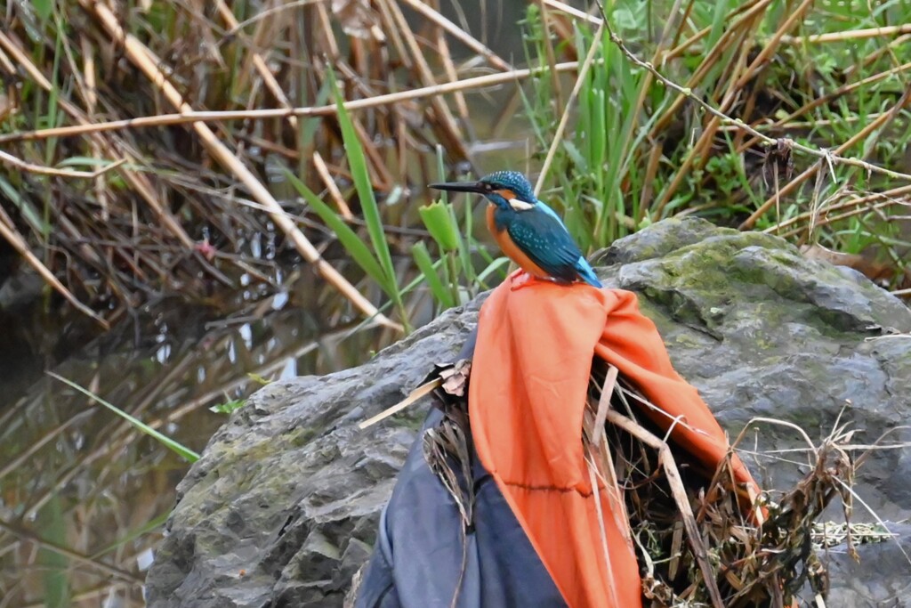 Ｋ川・中流域のカワセミ♂ 