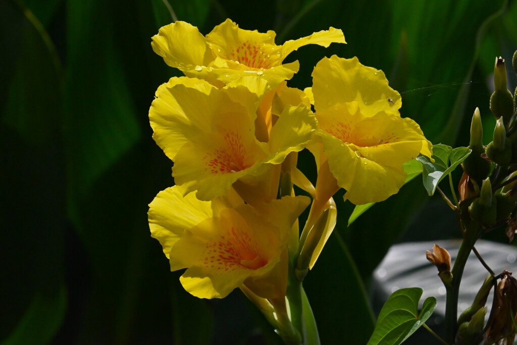 用水路・カンナの花と実