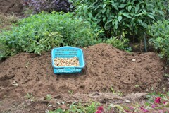 ラッカセイ4株収穫