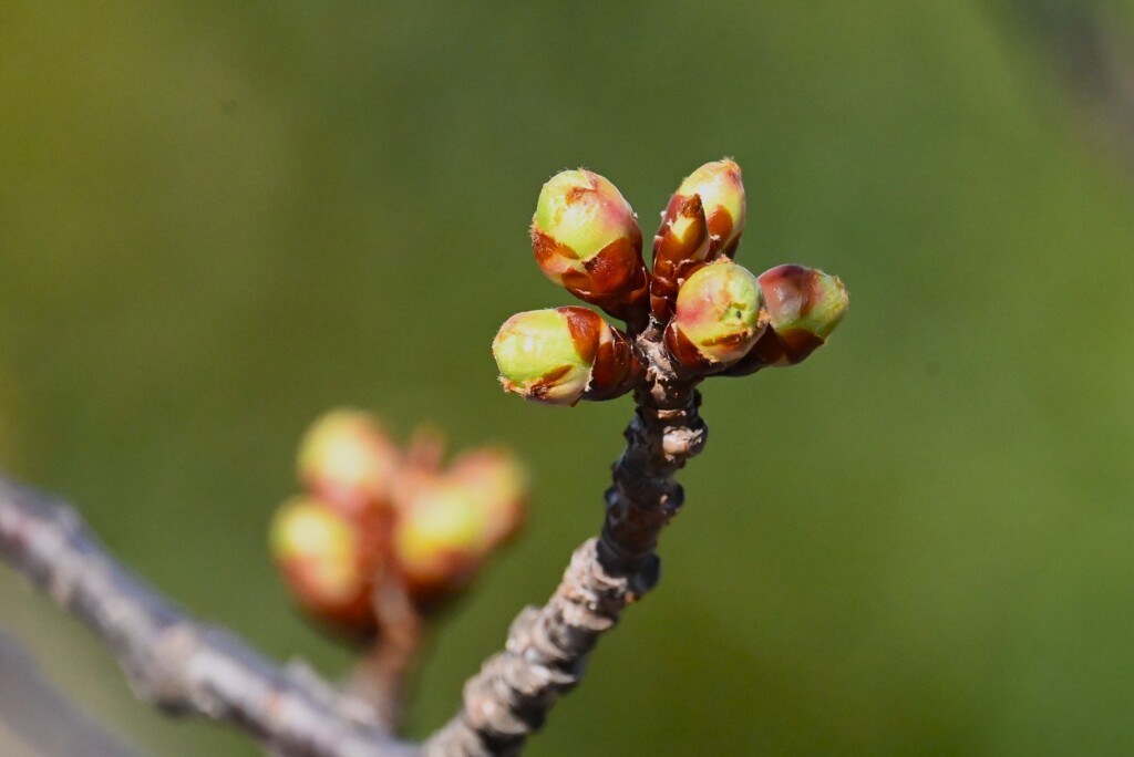 K川・河津桜のつぼみ