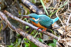 K川中流域・1月7日 (カワセミ♂若捕食)