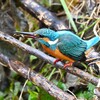 K川中流域・1月7日 (カワセミ♂若捕食)