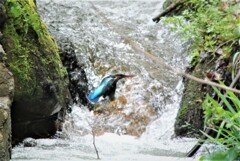 カワセミ♀せせらぎを飛ぶ