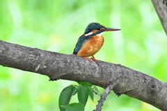 K川中流域・カワセミ♀若～成鳥へ
