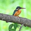 K川中流域・カワセミ♀若～成鳥へ