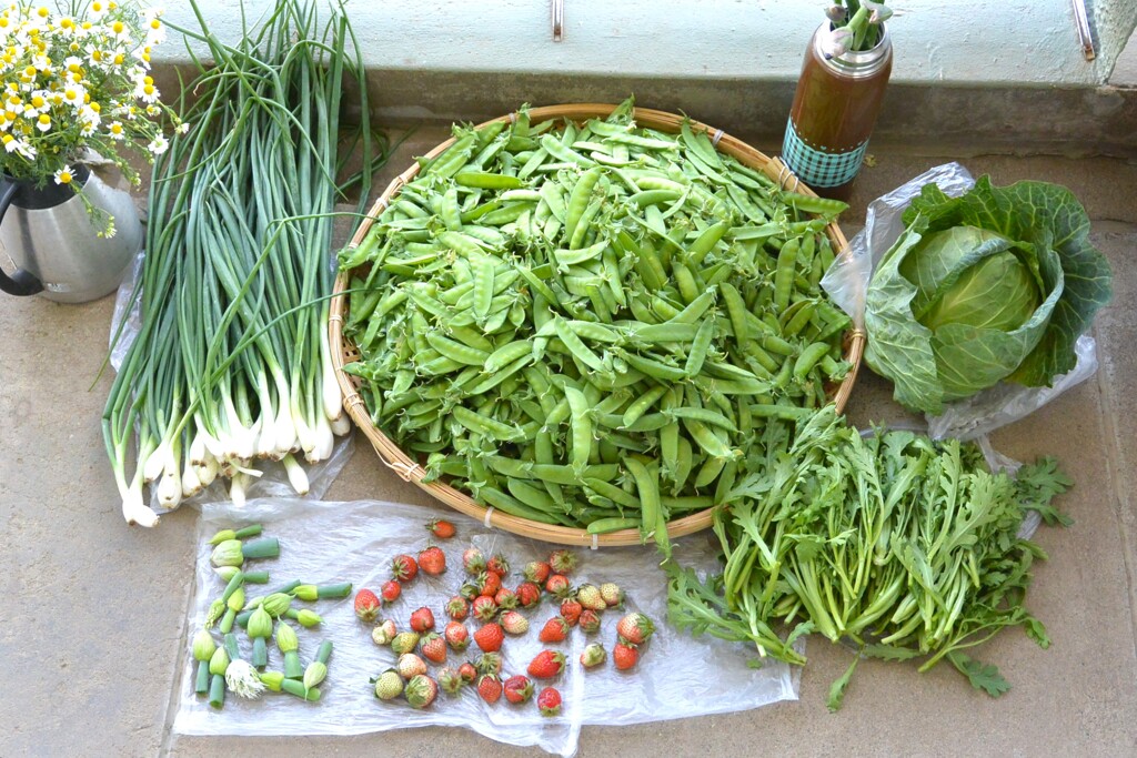 菜園・4月28日、収穫
