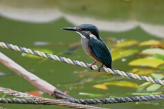 都内公園・カワセミ♂巣立ちびな