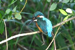K川・フィールド１（カワセミ♂成鳥）