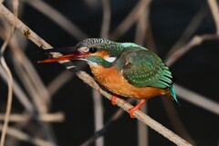 K川中流域・カワセミ♀ 