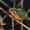 K川中流域・カワセミ♀ 