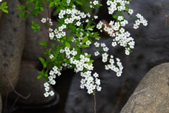 3月17日 (用水路・ユキヤナギ)