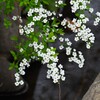 3月17日 (用水路・ユキヤナギ)