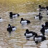 都内公園・群れを成すキンクロハジロ