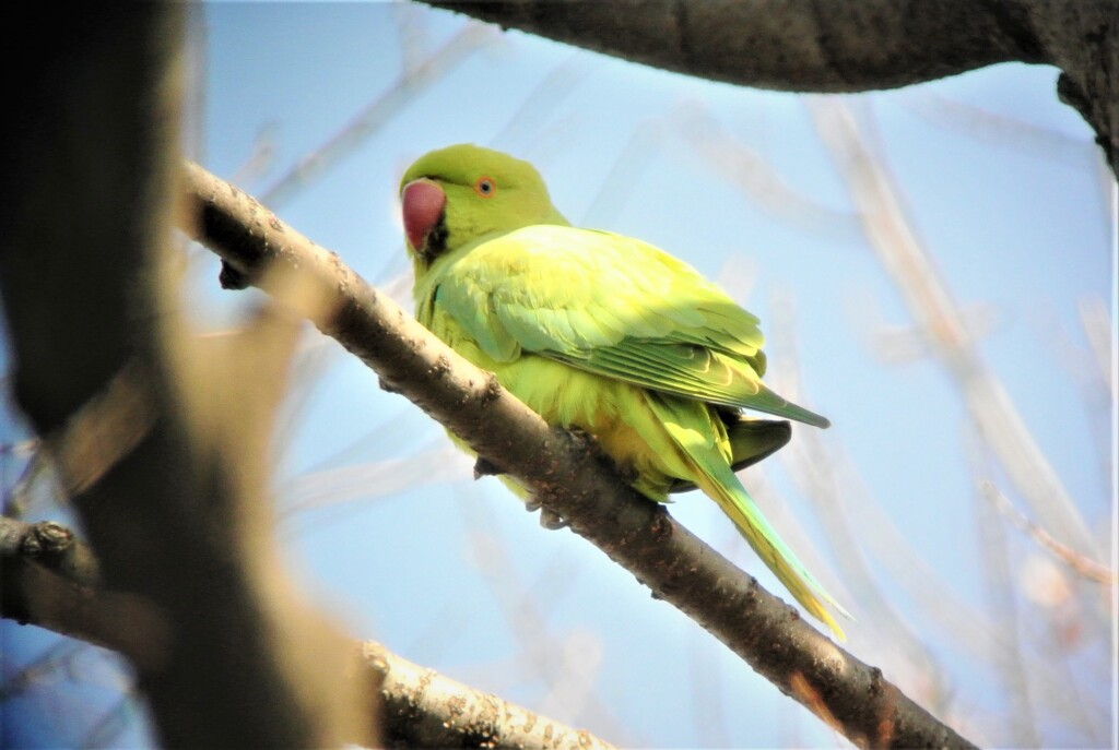 ワカケホンセイインコ