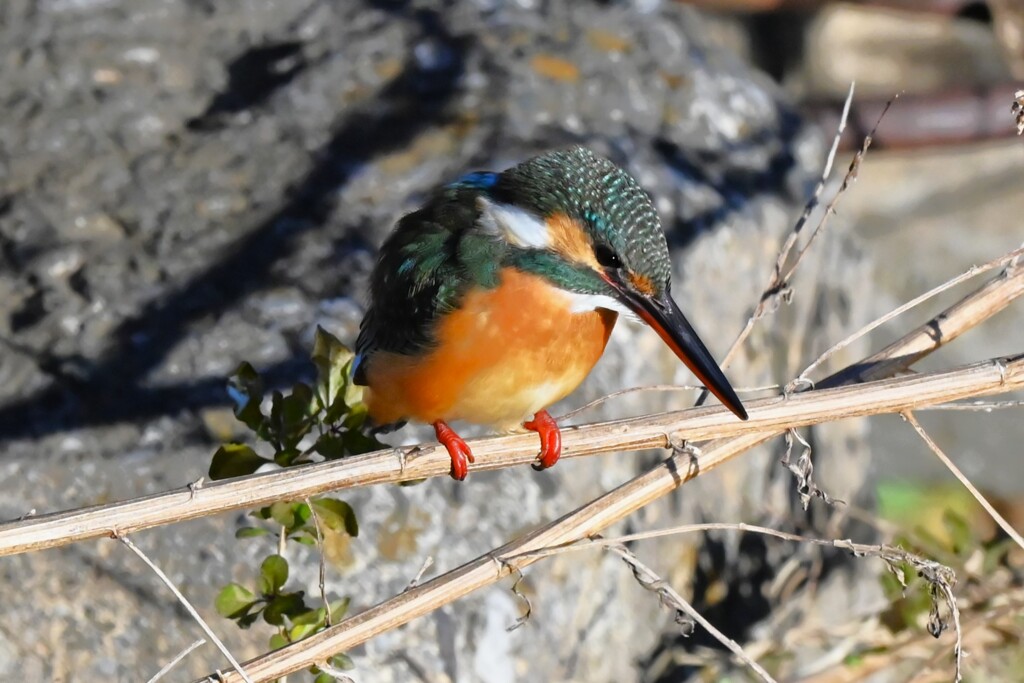 K川下流域・水溜りのカワセミ♀若 (獲物を狙う)