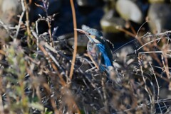 Ｋ川・水溜りのカワセミ♀