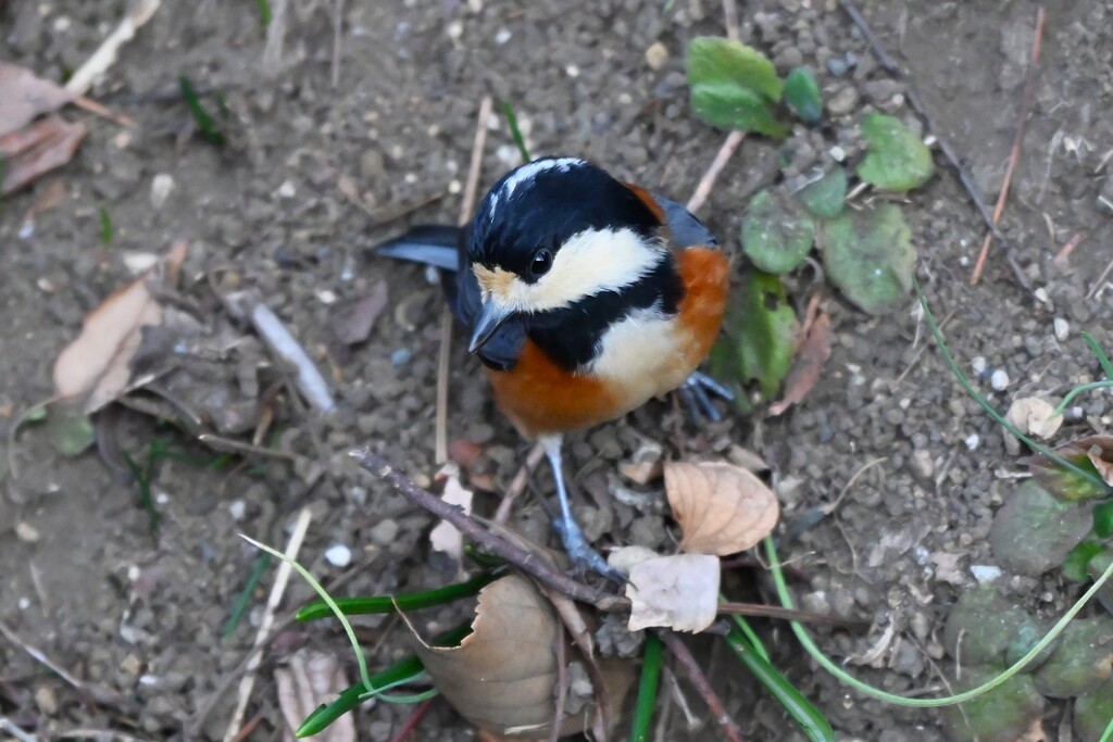 用水路・急斜面でエゴの実探すヤマガラ