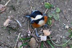 用水路・急斜面でエゴの実探すヤマガラ