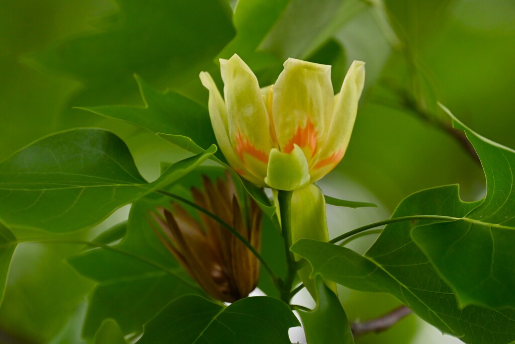 K川沿道・ユリノキの花と花柄