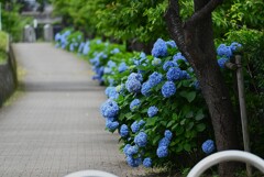 K川上流域近く・アジサイの小径