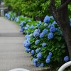 K川上流域近く・アジサイの小径