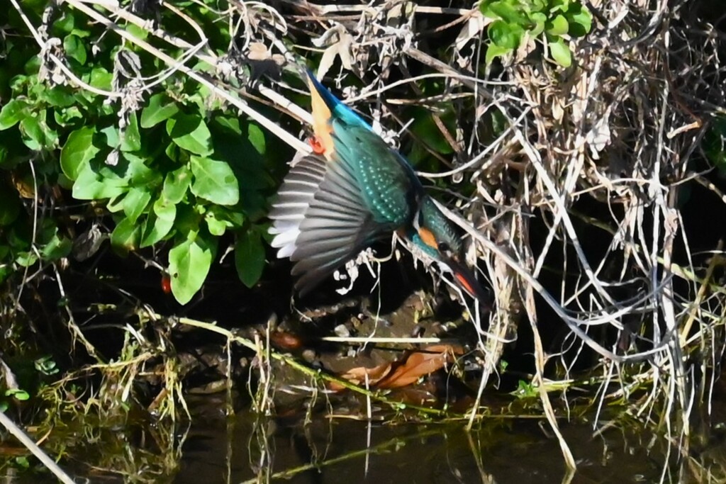 K川・水溜りのカワセミ♀ 
