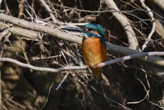 3月9日 (Ｋ川・上流のカワセミ♂)