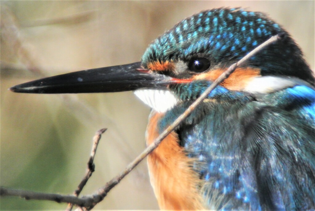用水路・オオ、カワセミ♂