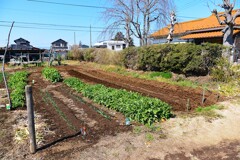 菜園・春シーズンスタートのジャガイモ (全体風景)