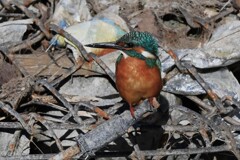 K川中流域・カワセミ♂幼鳥