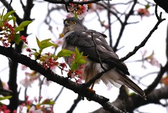近所のツミ♀ 