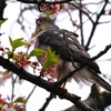 近所のツミ♀ 