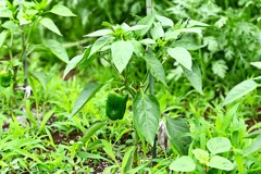 菜園・ピーマン初生り