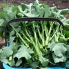 菜園・つぼみが付き始めたつみ菜