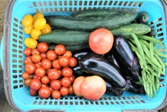 今日の夏野菜収穫