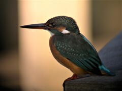 カワセミ♀
