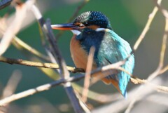 Ｋ川・上流のカワセミ♀