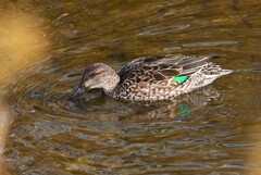 Ｋ川中流域・コガモ♀