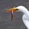 都内S川・大物ドジョウを捕ったダイサギ