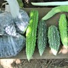 ニガウリ盛期に入る