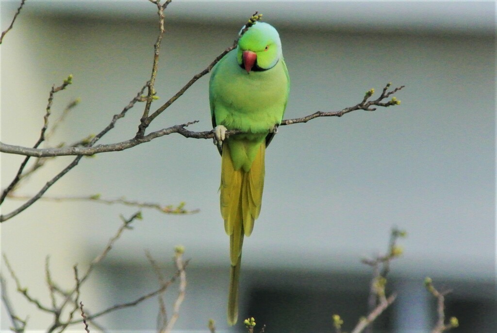 ベランダよりワカケホンセイインコ