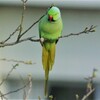 ベランダよりワカケホンセイインコ