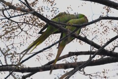 3月17日 (用水路・いつもの場所で求愛のワカケホンセイインコ)