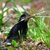 K川下流域・巣材を集めるムクドリ