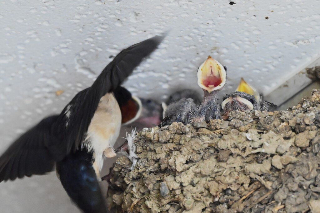ツバメ・ひな5羽確認（営巣5か所中）