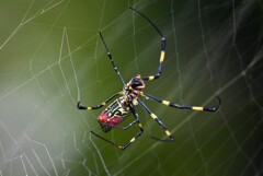 用水路・巣の繕いをするジョロウグモ